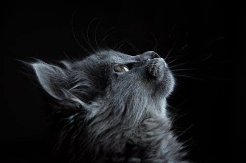 black-cat-cute-4.jpeg