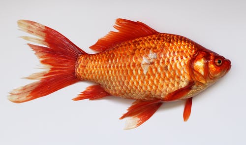 goldfish-carassius-fish-golden-45910.jpeg