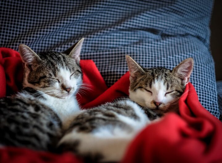 two-cats-min.jpg